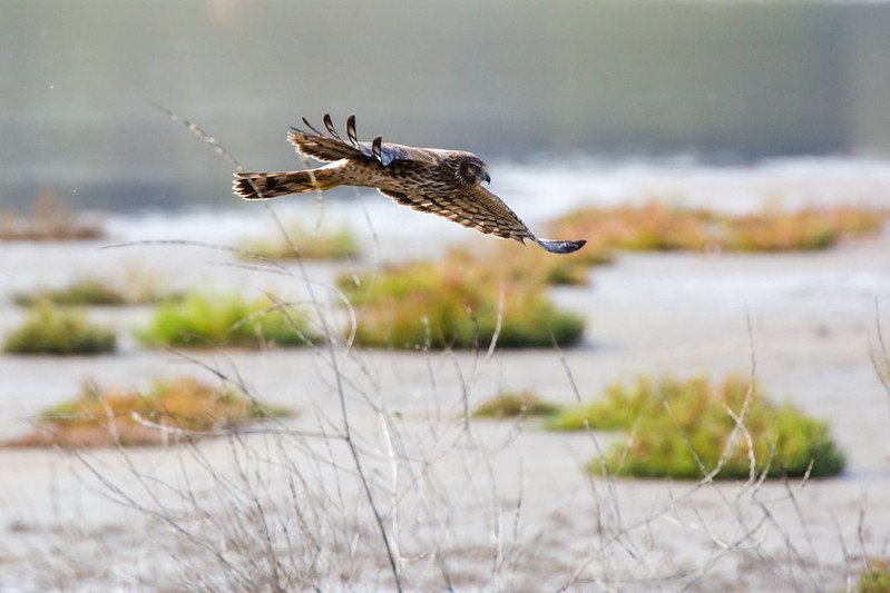 Le torbiere vocate alla paludicoltura ospitano circa tre volte più uccelli rispetto ai prati drenati, raggiungendo livelli simili a quelli delle zone umide naturali. Foto: Melissa McMasters Attribution 2.0 Generic CC BY 2.0 Deed