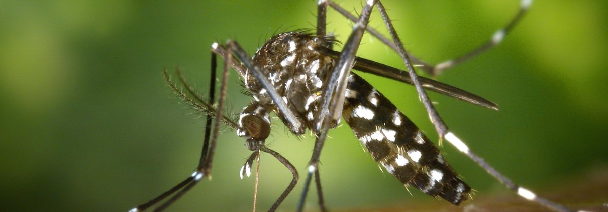 Actions that have a significant impact on the soil, such as deforestation, intensive agriculture, urbanization, and habitat fragmentation, stimulate the spread of zoonotic diseases, transmitted in particular by rodents, bats, and mosquitoes. Photo: Pexels free to use CC0