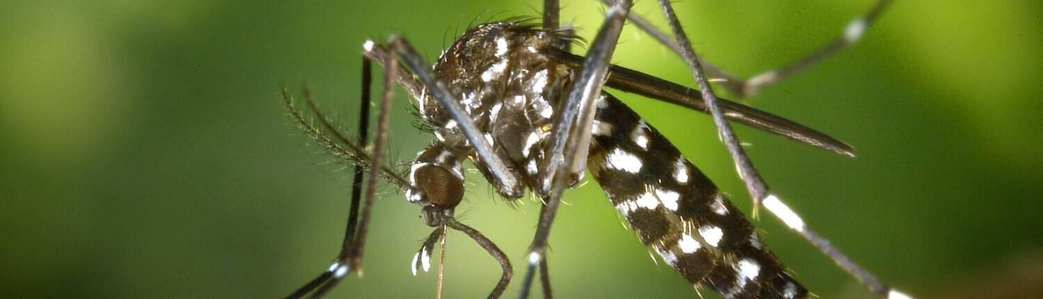 Actions that have a significant impact on the soil, such as deforestation, intensive agriculture, urbanization, and habitat fragmentation, stimulate the spread of zoonotic diseases, transmitted in particular by rodents, bats, and mosquitoes. Photo: Pexels free to use CC0