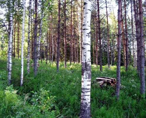 When introduced into urban settings, forest soil microbes can help promote people’s well-being by rebalancing the domestic microbiome. Image: Santeri Viinamäki Attribution 4.0 International CC BY 4.0 Deed
