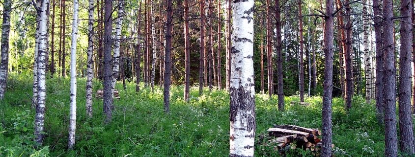 Inseriti nei contesti urbani, i microbi del suolo forestale possono contribuire a promuovere il benessere delle persone attraverso il riequilibrio del microbioma domestico. Immagine: Santeri Viinamäki Attribution 4.0 International CC BY 4.0 Deed