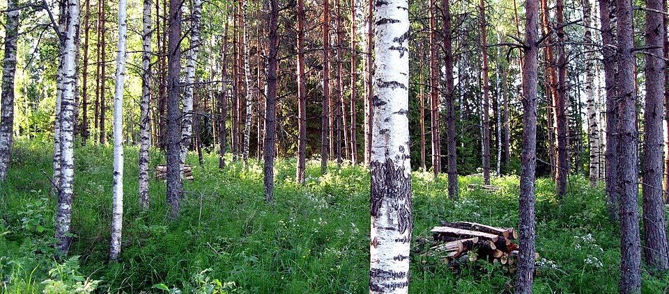 Inseriti nei contesti urbani, i microbi del suolo forestale possono contribuire a promuovere il benessere delle persone attraverso il riequilibrio del microbioma domestico. Immagine: Santeri Viinamäki Attribution 4.0 International CC BY 4.0 Deed