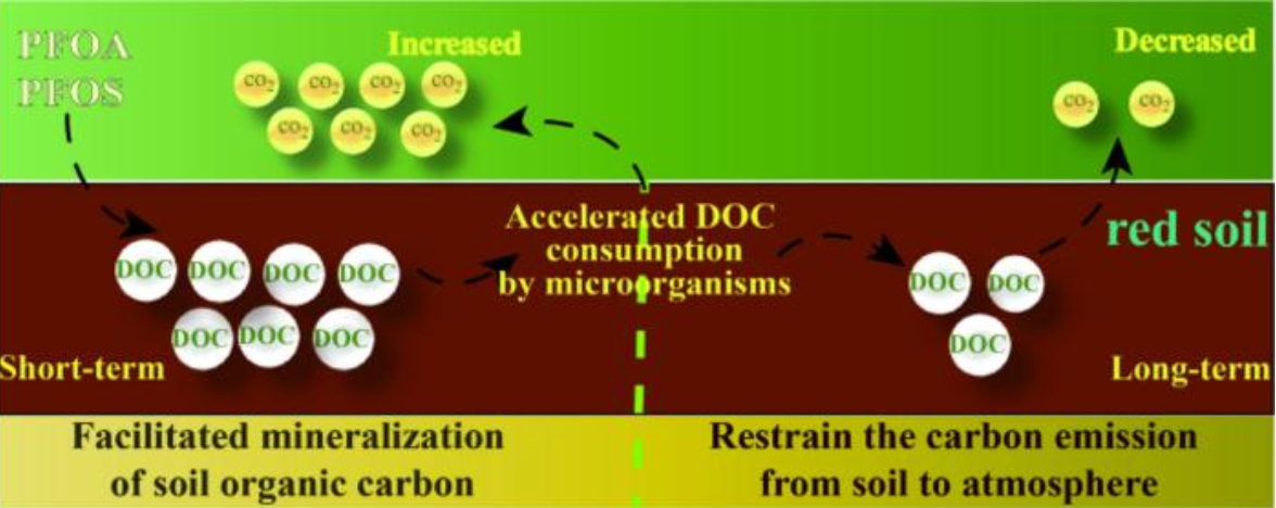 Il PFOA e il PFOS, tra i più famosi composti noti come "forever chemicals", inducono la mineralizzazione del carbonio organico del suolo accelerando il consumo del carbonio organico disciolto. FOTO: Yulong Li, Bowei Lv, Zhendong Chen, Jianming Xue, Li Wu, Xiaoman He & Lie Yang