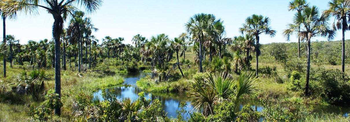 Brazil's wetlands cover an area of 167,000 km² and have a carbon density per hectare six times higher than forests. Photo: Thpelin Attribution-ShareAlike 3.0 Unported CC BY-SA 3.0 Deed