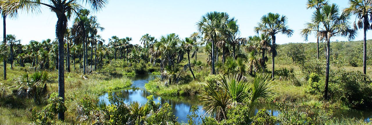 Brazil's wetlands cover an area of 167,000 km² and have a carbon density per hectare six times higher than forests. Photo: Thpelin Attribution-ShareAlike 3.0 Unported CC BY-SA 3.0 Deed