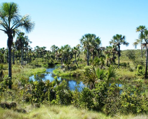 Brazil's wetlands cover an area of 167,000 km² and have a carbon density per hectare six times higher than forests. Photo: Thpelin Attribution-ShareAlike 3.0 Unported CC BY-SA 3.0 Deed