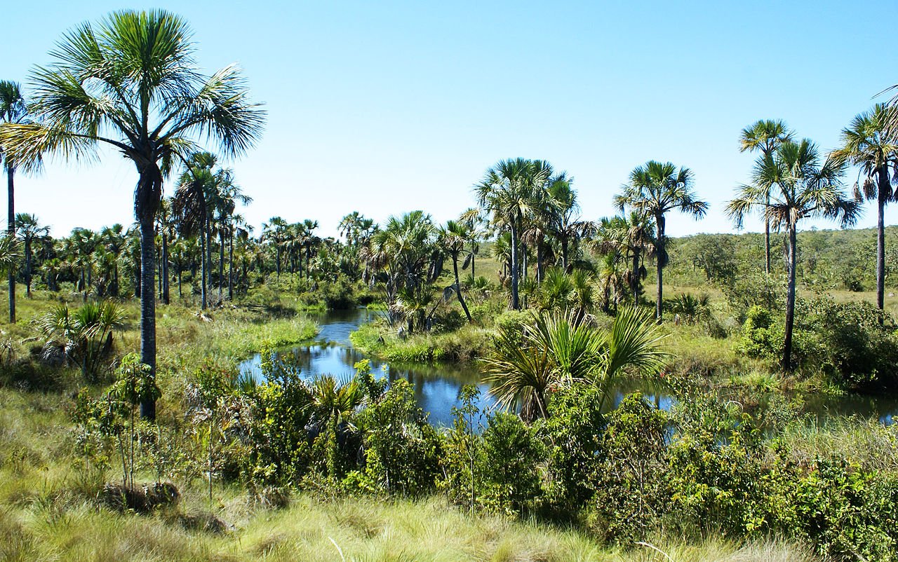 Brazil's wetlands cover an area of 167,000 km² and have a carbon density per hectare six times higher than forests. Photo: Thpelin Attribution-ShareAlike 3.0 Unported CC BY-SA 3.0 Deed