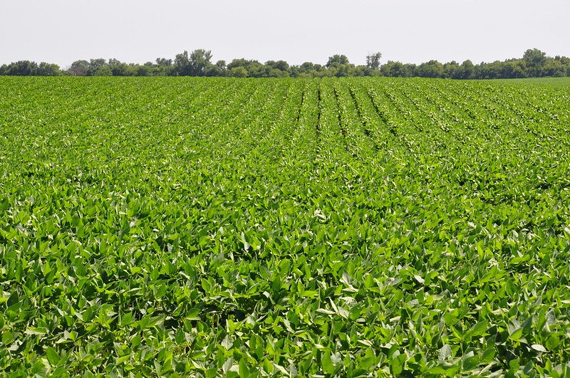 A temporary soybean crop on a rye field in Dallas County, Texas. In the U.S., the area planted with cover crops has exceeded 7 million hectares in recent years, representing a 17% increase in just five years. Photo: NRCS/SWCS, Lynn Betts Attribution 2.0 Generic CC BY 2.0 License