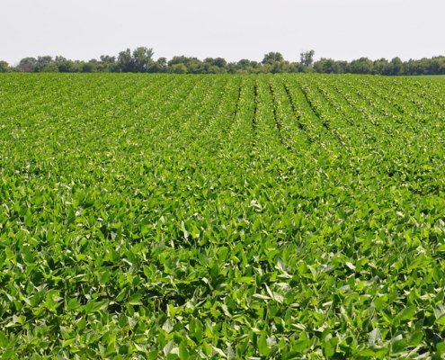 Una coltivazione temporanea di soia su un campo di segale nella contea di Dallas, in Texas. Negli USA l’estensione delle colture di copertura ammonta ha superato negli ultimi anni i 7 milioni di ettari con un incremento del 17% in appena un quinquennio. Foto: NRCS/SWCS, Lynn Betts Attribution 2.0 Generic CC BY 2.0 Deed
