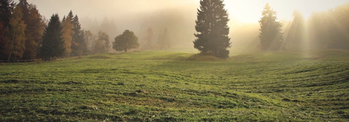 In alcuni tipi di suolo, le praterie permettono di avere riserve di carbonio e azoto maggiori che negli ecosistemi forestali