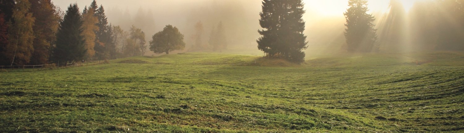 In alcuni tipi di suolo, le praterie permettono di avere riserve di carbonio e azoto maggiori che negli ecosistemi forestali