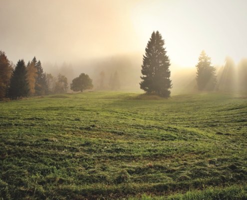 In alcuni tipi di suolo, le praterie permettono di avere riserve di carbonio e azoto maggiori che negli ecosistemi forestali