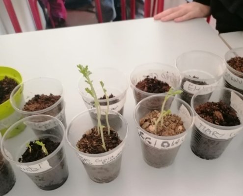 Promossa dall’azienda agricola marchigiana Il Lago nella Valle in collaborazione con Coldiretti, l’iniziativa, intitolata "Coltiviamo la scuola – Oltre la soglia. Un orto per conoscere”, coinvolge circa cinquanta studenti della scuola secondaria di primo grado Dante Alighieri di Monte San Vito, in provincia di Ancona. Foto: Il Lago nella Valle