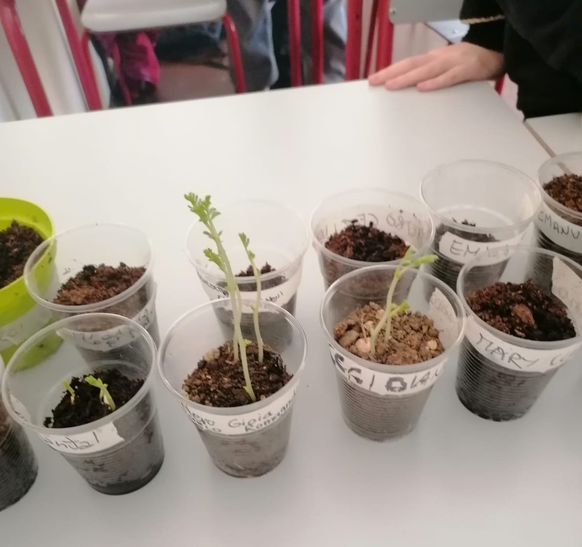 Promossa dall’azienda agricola marchigiana Il Lago nella Valle in collaborazione con Coldiretti, l’iniziativa, intitolata "Coltiviamo la scuola – Oltre la soglia. Un orto per conoscere”, coinvolge circa cinquanta studenti della scuola secondaria di primo grado Dante Alighieri di Monte San Vito, in provincia di Ancona. Foto: Il Lago nella Valle