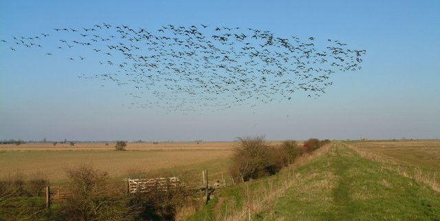 Biodiversity at risk in the United Kingdom. In the worst-case scenario, by 2070 many areas of the country could lose up to 20% of their existing local species. Photo: Ian Sharp Attribution-ShareAlike 2.0 Generic CC BY-SA 2.0 Deed