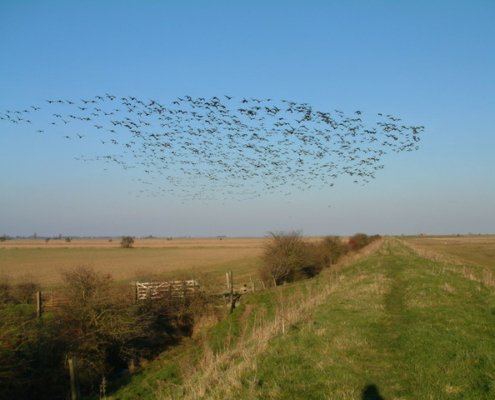 Biodiversità a rischio nel Regno Unito. Nello scenario peggiore entro il 2070 molte aree del Paese perderebbero fino al 20% delle loro specie locali esistenti. Foto: Ian Sharp Attribution-ShareAlike 2.0 Generic CC BY-SA 2.0 Deed