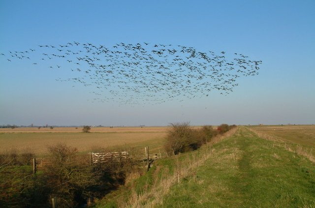 Biodiversità a rischio nel Regno Unito. Nello scenario peggiore entro il 2070 molte aree del Paese perderebbero fino al 20% delle loro specie locali esistenti. Foto: Ian Sharp Attribution-ShareAlike 2.0 Generic CC BY-SA 2.0 Deed
