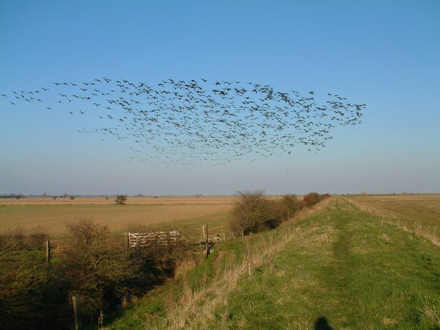 Biodiversità a rischio nel Regno Unito. Nello scenario peggiore entro il 2070 molte aree del Paese perderebbero fino al 20% delle loro specie locali esistenti. Foto: Ian Sharp Attribution-ShareAlike 2.0 Generic CC BY-SA 2.0 Deed