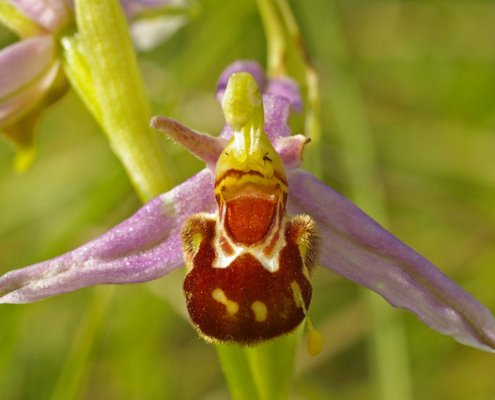 Orchids can provide clues about the overall health of global ecosystems and pollination in particular. Photo: Ian Capper Attribution-ShareAlike 2.0 Generic CC BY-SA 2.0 License