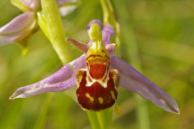 La sentenza delle orchidee: in Australia impollinazione più che dimezzata in 50 anni