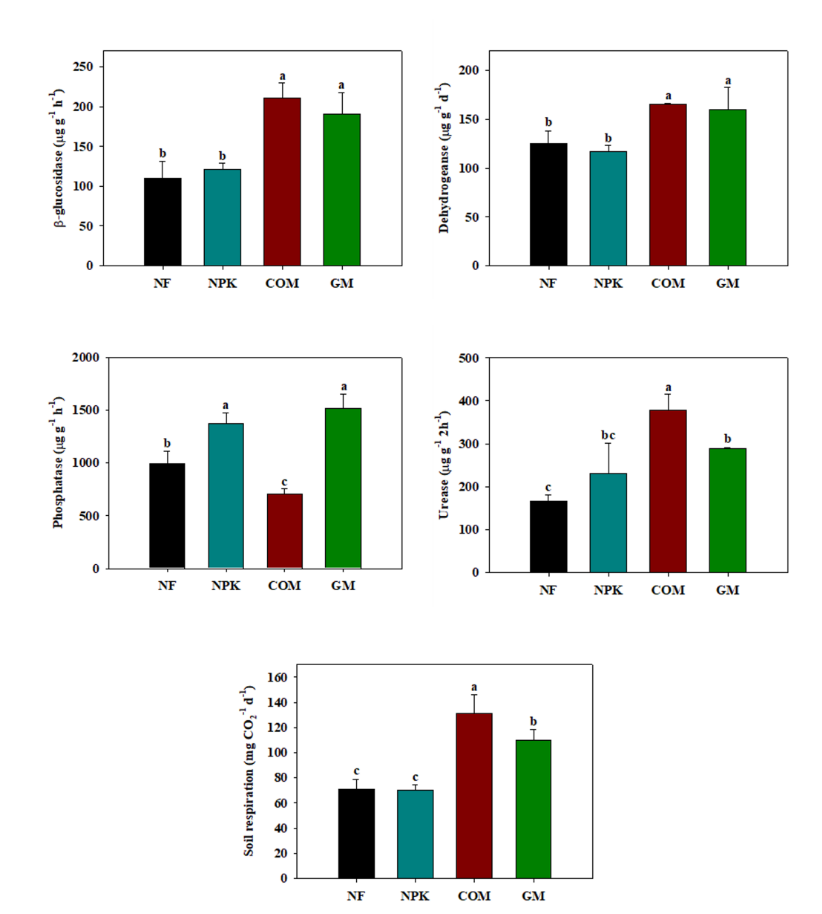 Proprietà biologiche del suolo in diverse condizioni di fertilizzazione. Lettere diverse indicano differenze significative a p < 0,05. NF: nessun fertilizzante; NPK: fertilizzante chimico; COM: compost; GM: sovescio. FONTE: Kim, YH., Lee, SM., An, NH. et al. Effect of long-term organic fertilization on soil chemical, biological properties and labile organic carbon fractions under maize (Zea mays L.) cultivation. Appl Biol Chem 69, 27 (2026). https://doi.org/10.1186/s13765-026-01085-2