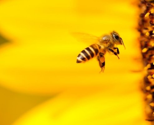Three-quarters of the world’s food crops depend on bees and pollinators in general. Photo: Boris Smokrovic CC0 1.0 Universal CC0 1.0 Deed