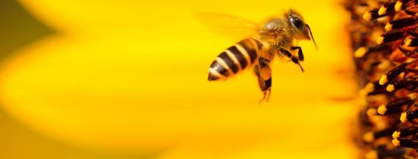 Three-quarters of the world’s food crops depend on bees and pollinators in general. Photo: Boris Smokrovic CC0 1.0 Universal CC0 1.0 Deed