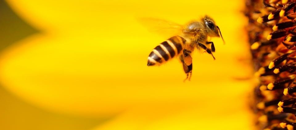 Dalle api e dagli impollinatori in genere dipendono tre quarti delle colture alimentari nel mondo. Foto: Boris Smokrovic CC0 1.0 Universal CC0 1.0 Deed