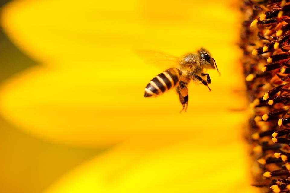 Api e biodiversità, il radar che rivoluziona il monitoraggio degli impollinatori