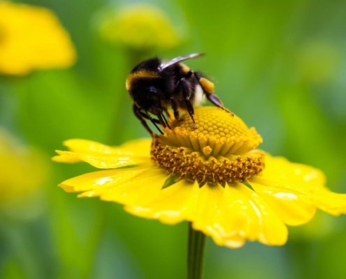 Bumblebees are pollinators that play a vital role in agriculture and natural ecosystems. Photo: pixnio Public Domain – Free Creative Commons Zero (CC0) Photos
