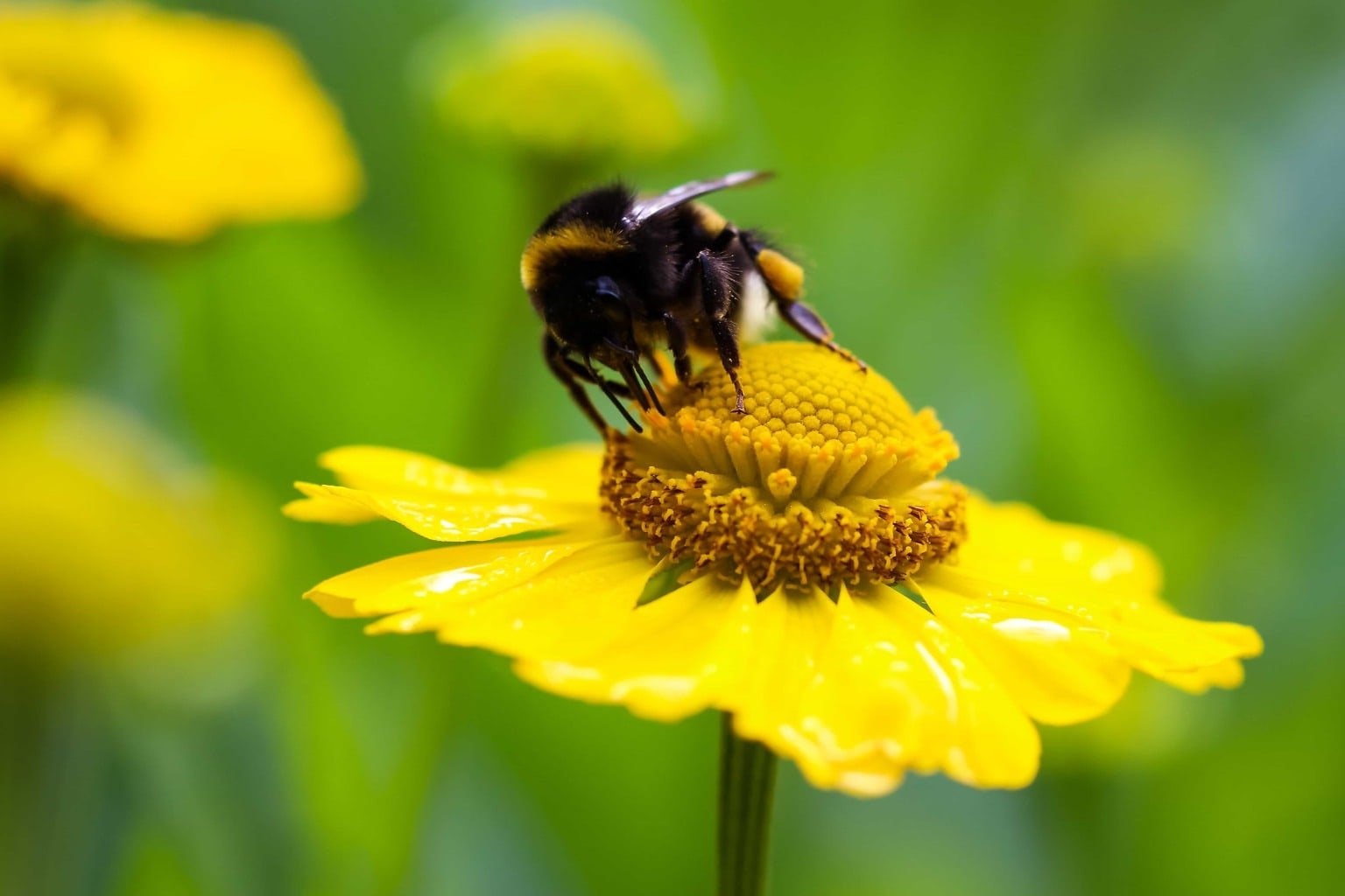 Bumblebees are pollinators that play a vital role in agriculture and natural ecosystems. Photo: pixnio Public Domain – Free Creative Commons Zero (CC0) Photos