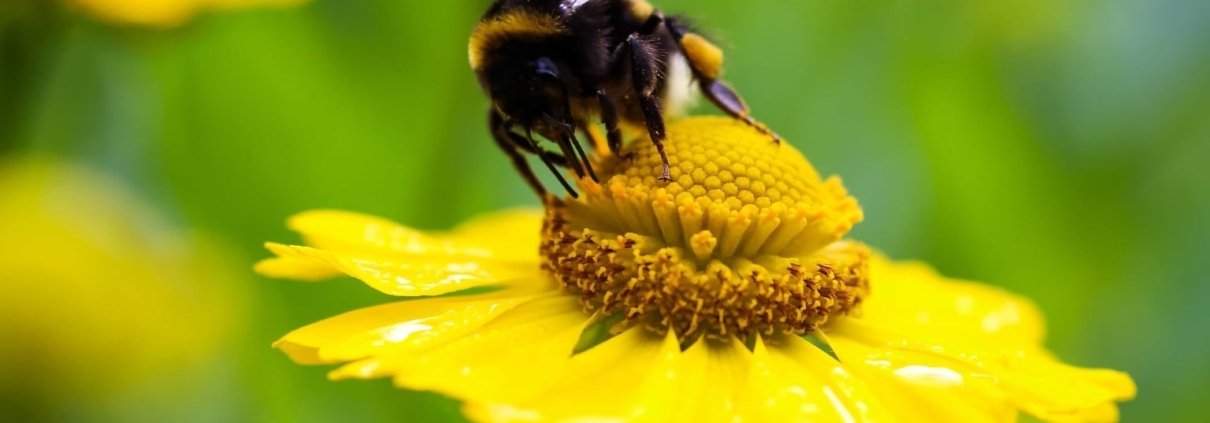 I bombi sono insetti impollinatori che hanno un ruolo fondamentale per l’agricoltura e gli ecosistemi naturali. Foto: pixnio Public Domain – Free Creative Commons Zero (CC0) Photos