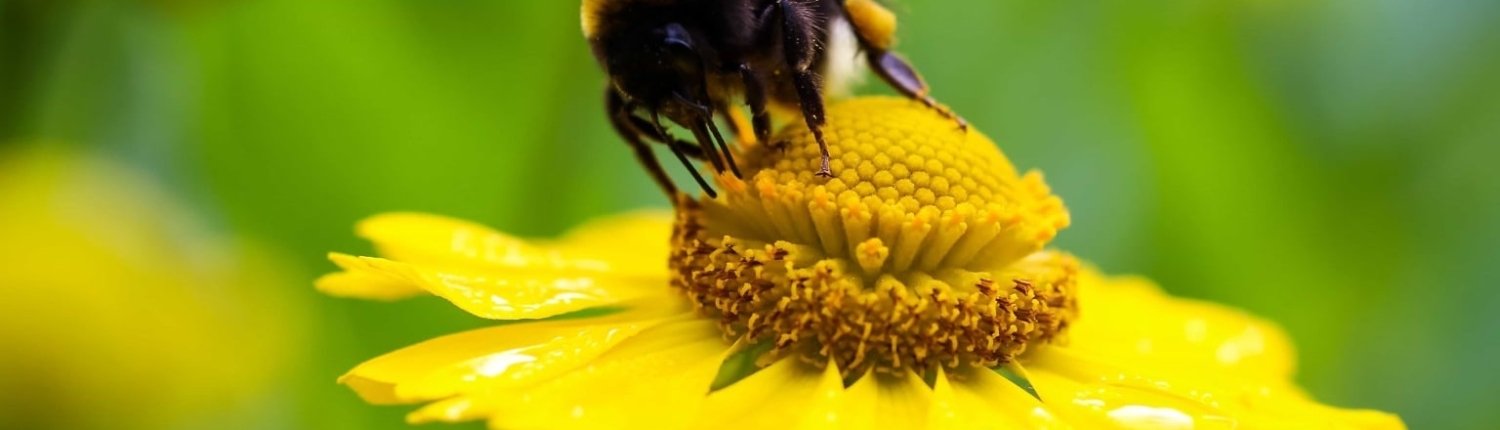 I bombi sono insetti impollinatori che hanno un ruolo fondamentale per l’agricoltura e gli ecosistemi naturali. Foto: pixnio Public Domain – Free Creative Commons Zero (CC0) Photos