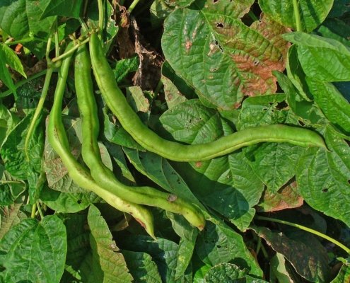 A cell hidden in the roots of common beans could pave the way for crops that are more drought-resistant and less reliant on fertilisers. Photo: H. Zell Attribution-ShareAlike 3.0 Unported CC BY-SA 3.0 Deed
