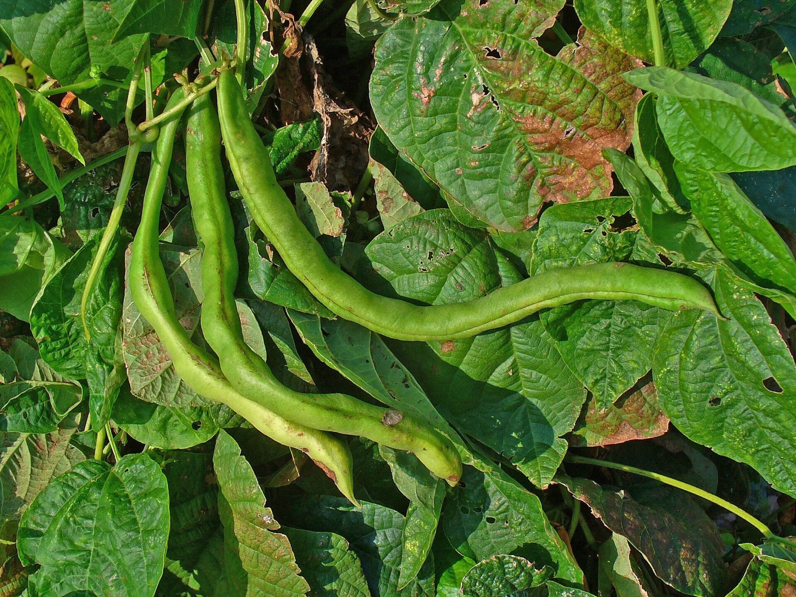 A cell hidden in the roots of common beans could pave the way for crops that are more drought-resistant and less reliant on fertilisers. Photo: H. Zell Attribution-ShareAlike 3.0 Unported CC BY-SA 3.0 Deed