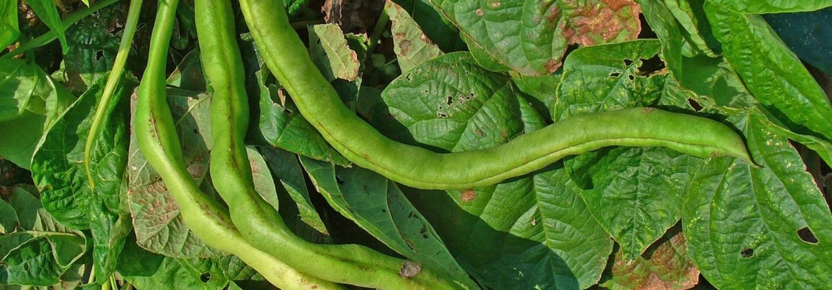 Una cellula nascosta nelle radici dei fagioli comuni potrebbe aprire la strada a colture agricole più resistenti alla siccità e meno dipendenti dai fertilizzanti. Foto: H. Zell Attribution-ShareAlike 3.0 Unported CC BY-SA 3.0 Deed
