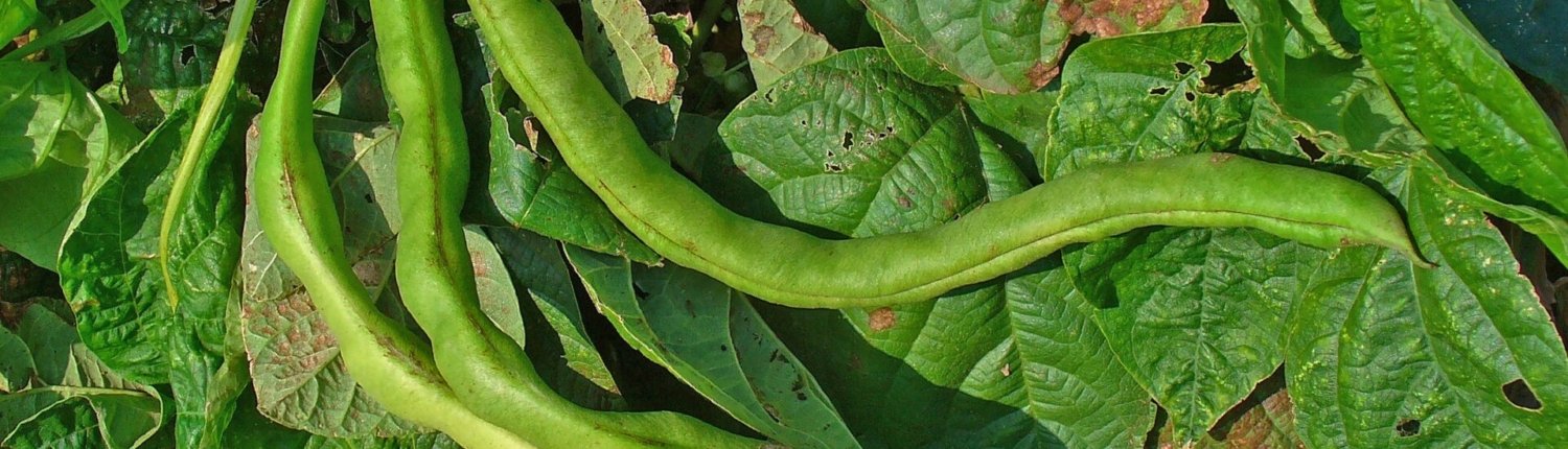 Una cellula nascosta nelle radici dei fagioli comuni potrebbe aprire la strada a colture agricole più resistenti alla siccità e meno dipendenti dai fertilizzanti. Foto: H. Zell Attribution-ShareAlike 3.0 Unported CC BY-SA 3.0 Deed