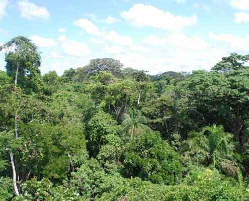 For the heavily leached soils of the Amazon, the external input of nutrients carried by atmospheric currents has always been crucial. Photo: Ivan Mlinaric Attribution 2.0 Generic CC BY 2.0 Deed