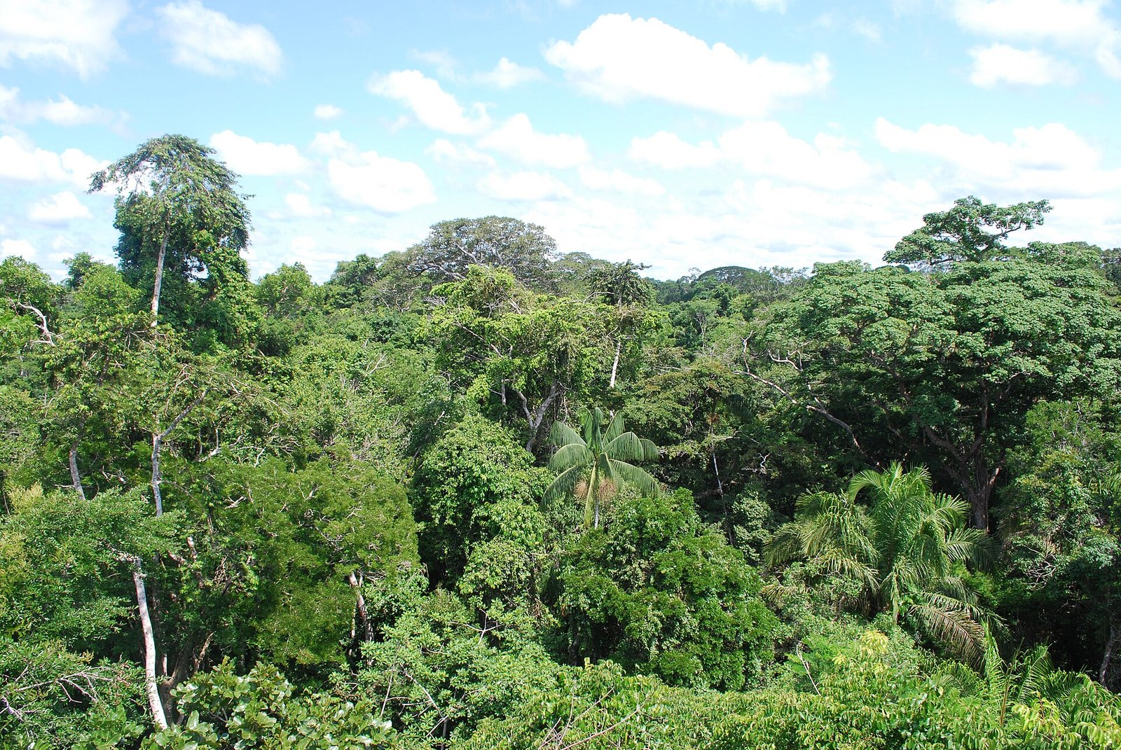 For the heavily leached soils of the Amazon, the external input of nutrients carried by atmospheric currents has always been crucial. Photo: Ivan Mlinaric Attribution 2.0 Generic CC BY 2.0 Deed