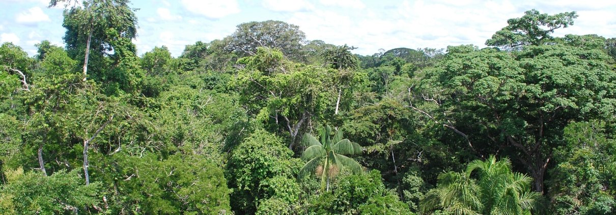 Per i terreni dell'Amazzonia, fortemente soggetti a lisciviazione, l’apporto esterno di nutrienti trasportati dalle correnti atmosferiche è da sempre determinante. Foto: Ivan Mlinaric Attribution 2.0 Generic CC BY 2.0 Deed
