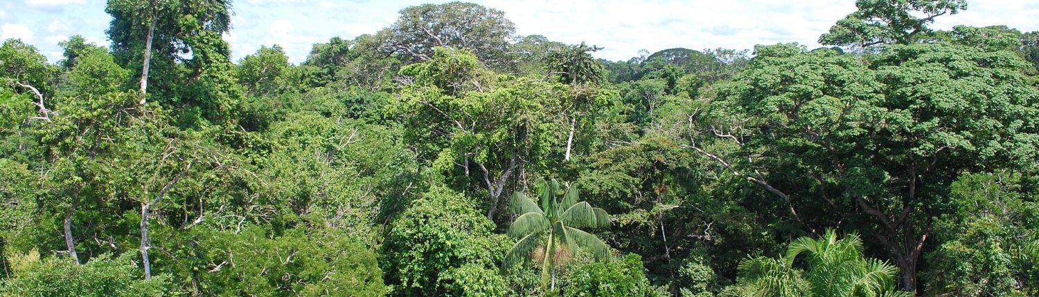Per i terreni dell'Amazzonia, fortemente soggetti a lisciviazione, l’apporto esterno di nutrienti trasportati dalle correnti atmosferiche è da sempre determinante. Foto: Ivan Mlinaric Attribution 2.0 Generic CC BY 2.0 Deed