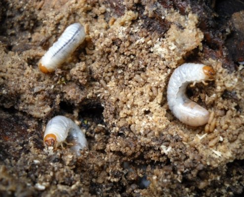 At least one fifth of the 8,500 animal species linked to the soil, including fungi and invertebrates, would today be at risk of extinction. CC0 Public Domain Free for personal and commercial use. Image: pxhere No attribution required