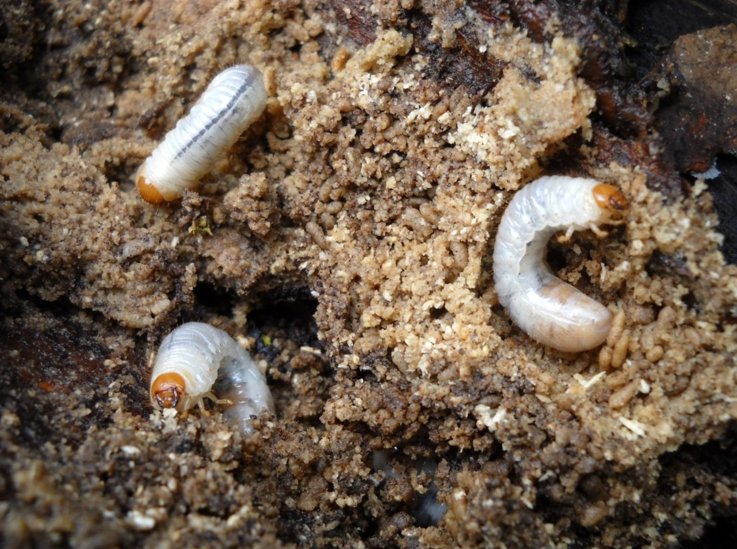 At least one fifth of the 8,500 animal species linked to the soil, including fungi and invertebrates, would today be at risk of extinction. CC0 Public Domain Free for personal and commercial use. Image: pxhere No attribution required