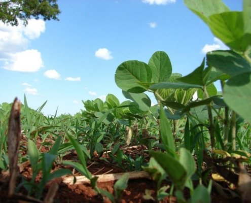 Soybean cultivation, the third leading cause of tropical deforestation, can now be monitored with greater precision. Photo: Pixabay Creative Commons CC0 1.0 Universal Public Domain Dedication license