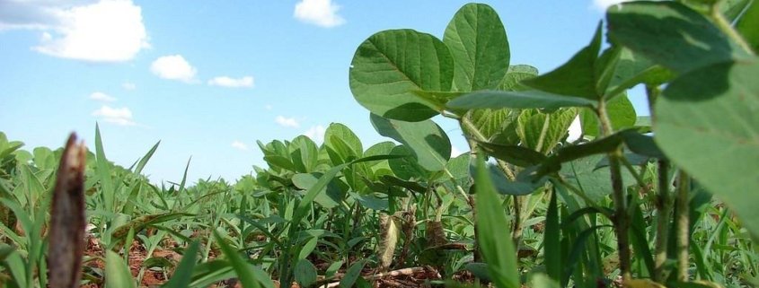 Soybean cultivation, the third leading cause of tropical deforestation, can now be monitored with greater precision. Photo: Pixabay Creative Commons CC0 1.0 Universal Public Domain Dedication license