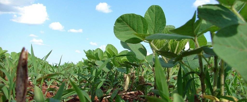 La coltivazione della soia, terza causa di deforestazione tropicale, può ora essere monitorata con maggiore precisione. Foto: Pixabay Creative Commons CC0 1.0 Universal Public Domain Dedication license
