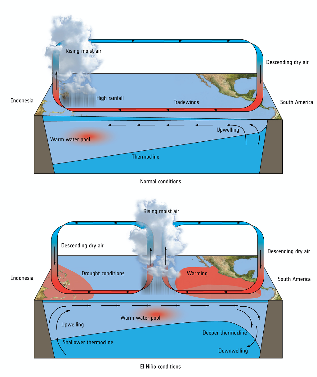 Il fenomeno di El Niño si verifica periodicamente nell’Oceano Pacifico equatoriale e può influenzare il clima di tutto il pianeta. Normalmente gli alisei spingono le acque calde verso ovest, favorendo piogge in Asia e Oceania e la risalita di acque fredde lungo le coste americane. Durante El Niño gli alisei si indeboliscono, le acque del Pacifico orientale si riscaldano e si alterano venti, precipitazioni e circolazione atmosferica, con effetti a catena sul meteo globale. FOTO: ESA/ATG medialab