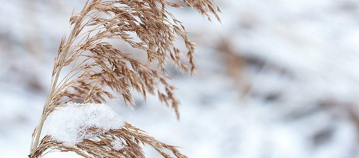 The snow cover plays a vital role in winter crops, protecting them from frost and providing a valuable water supply. Photo: PickPik Royalty-Free photo