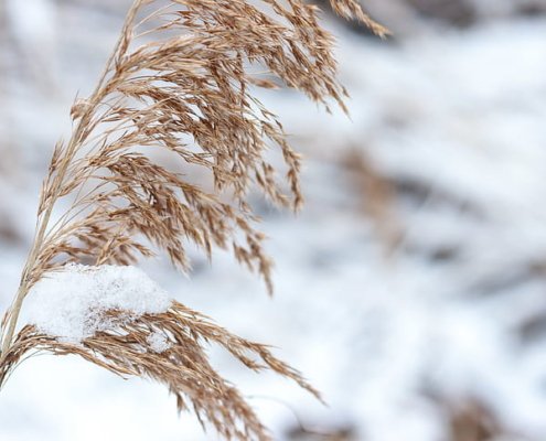 Il manto di neve svolge una funzione fondamentale per le coltivazioni invernali, proteggendole dal gelo e garantendo una preziosa riserva d'acqua. Foto: PickPik Royalty-Free photo