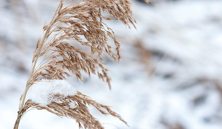 Il manto di neve svolge una funzione fondamentale per le coltivazioni invernali, proteggendole dal gelo e garantendo una preziosa riserva d'acqua. Foto: PickPik Royalty-Free photo
